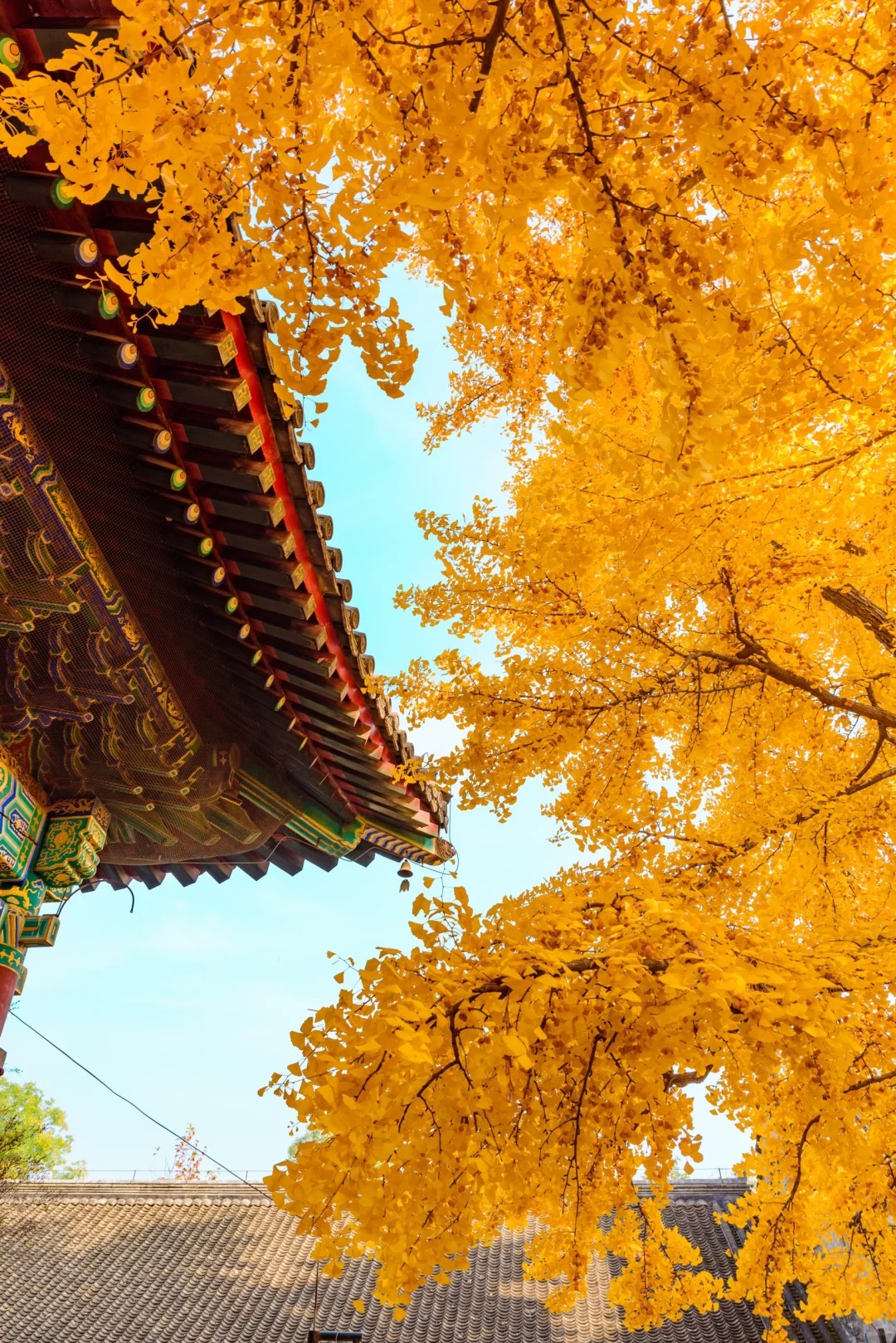 红螺寺｜两颗守望千年的银杏树_6_Akon_北京郊区-来自52tours 我爱旅游网